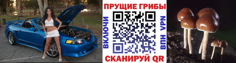 цена наркотик  Андреаполь  Галлюциногенные грибы Psilocybe 